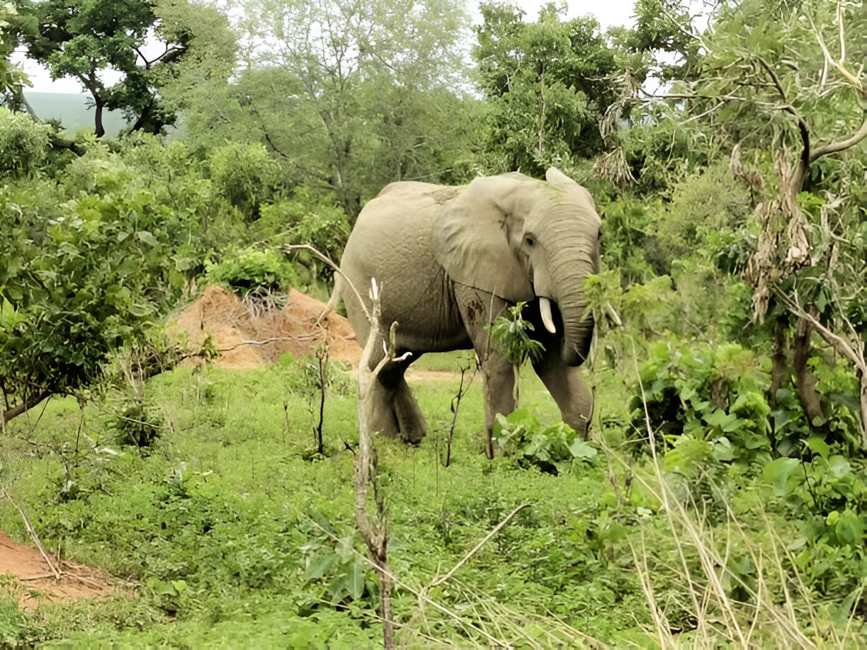 Mole National Park